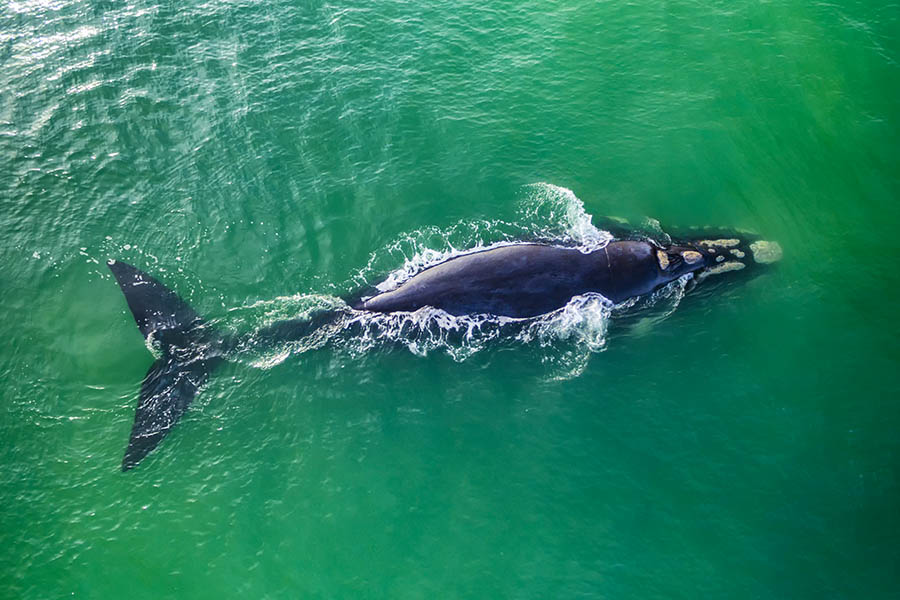 Look for whales in the waters of Hermanus | Travel Nation