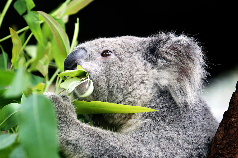 A native Koala, Australia | Top 10 things to do in Australia