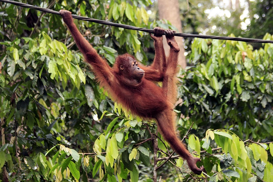 You may just fall in love with Borneo's orang utans!