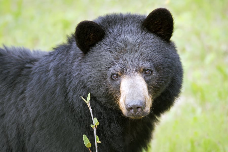 You'll always remember spotting your first black bear!