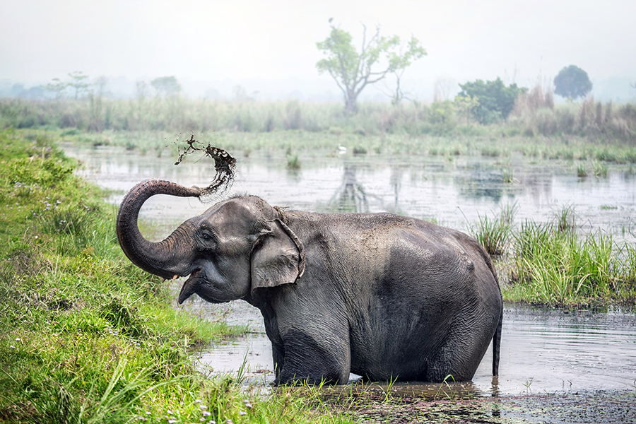 An elephant bathing in the Chitwan National Park, Nepal