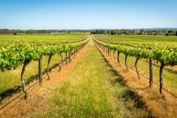 Vineyards, Barossa Valley, South Australia