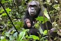 See chimpanzees in Uganda | Travel Nation