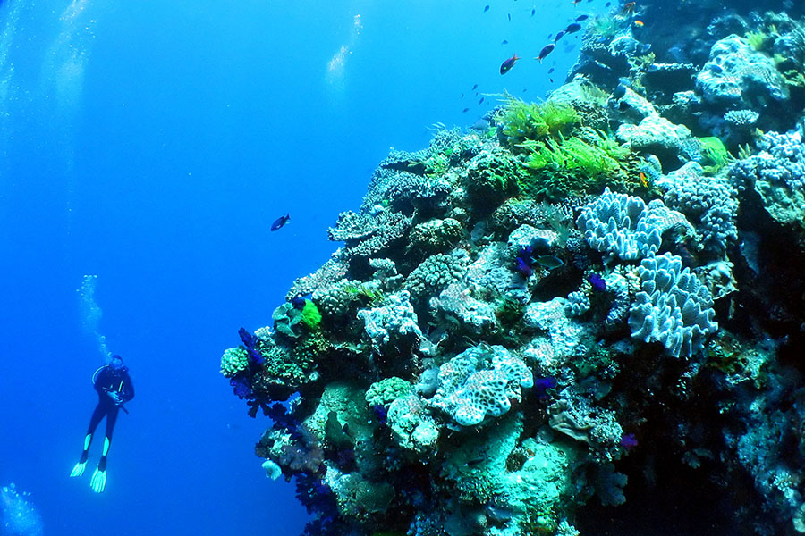 The Great Barrier Reef is rightly the most famous dive destination in the world
