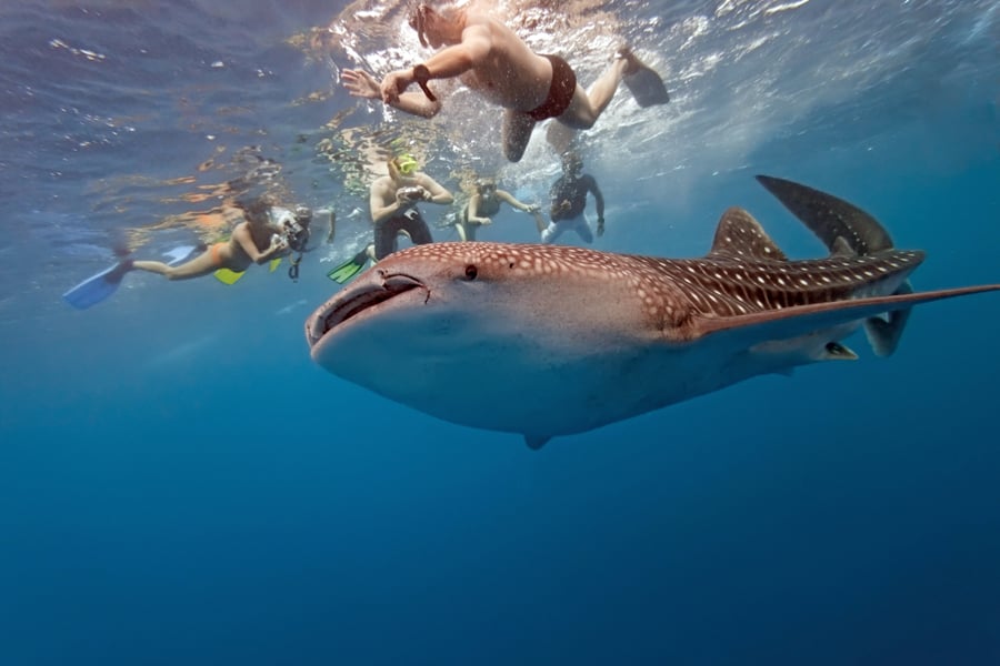 Swimming with whale sharks, Western Australia