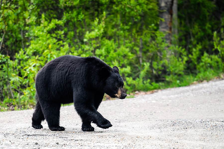 You&#039;ll always remember spotting your first black bear!