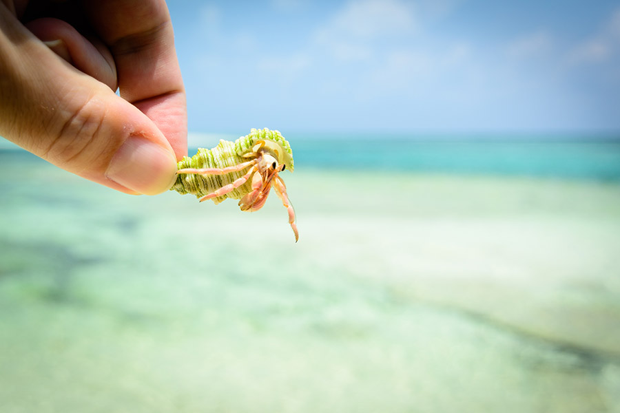 Look for hermit crabs in Fehendhoo in the Maldives | Travel Nation
