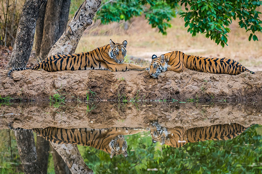 Look for tigers in Bandhavgarh National Park | Travel Nation Look for tigers in Bandhavgarh National Park | Travel Nation