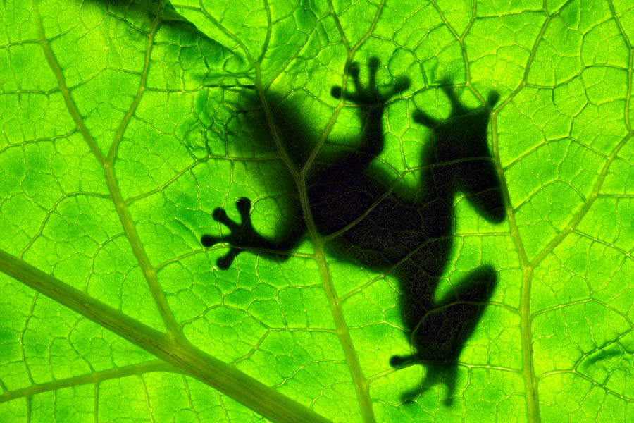 See tree frogs in Costa Rica | Travel Nation See tree frogs in Costa Rica | Travel Nation