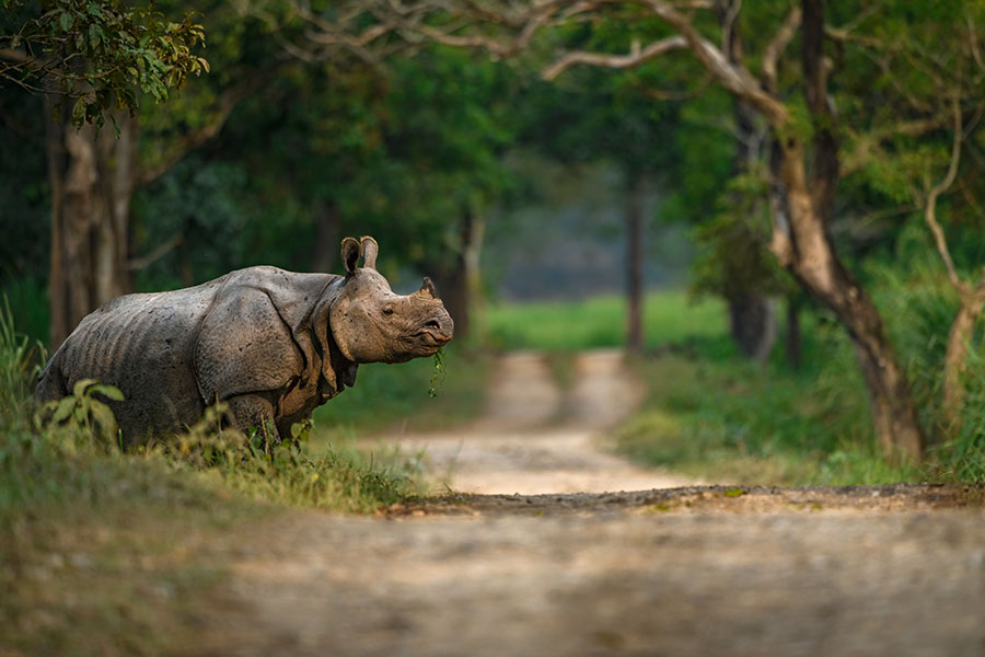 Look for one-horned rhinos in Kaziranga National Park | Travel Nation Look for one-horned rhinos in Kaziranga National Park | Travel Nation