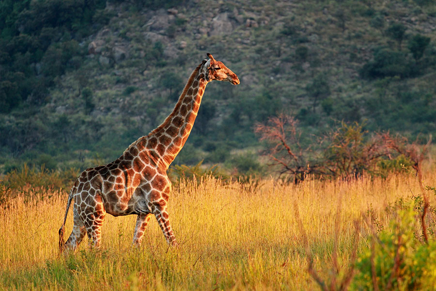Look for giraffes in Pilanesberg National Park | Travel Nation Look for giraffes in Pilanesberg National Park | Travel Nation