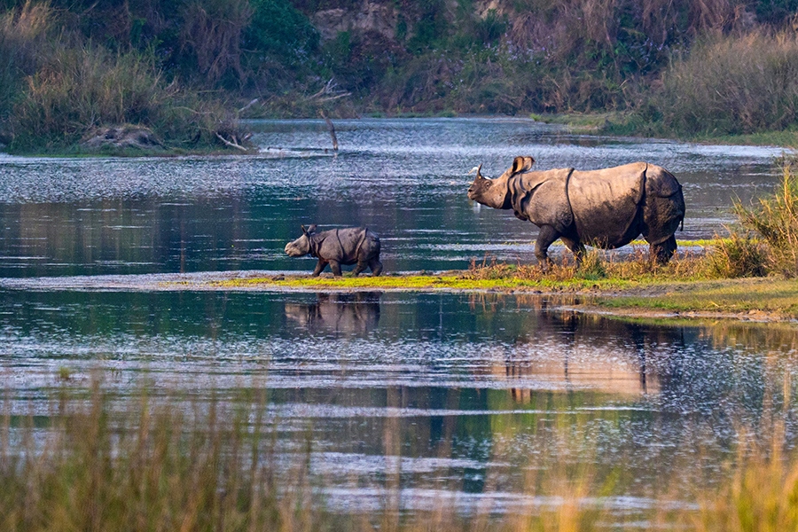 Look for rhinos in Bardia National Park | Travel Nation Look for rhinos in Bardia National Park | Travel Nation