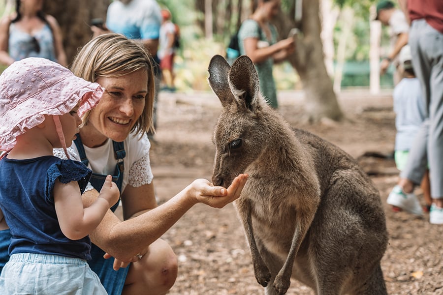 Meet the friendly kangaroos at Australia Zoo | Photo credit: Tourism and Events Queensland Meet the friendly kangaroos at Australia Zoo | Photo credit: Tourism and Events Queensland