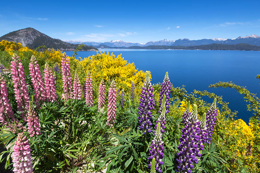 See beautiful spring flowers in bloom around Bariloche | Travel Nation