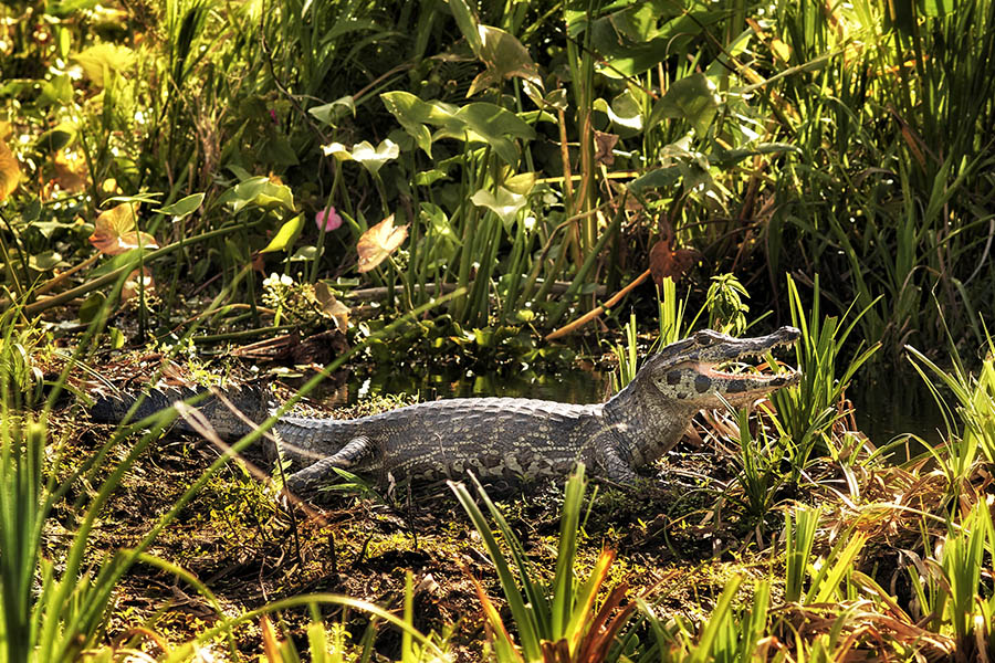Spot caiman in the Ibera wetlands | Travel Nation