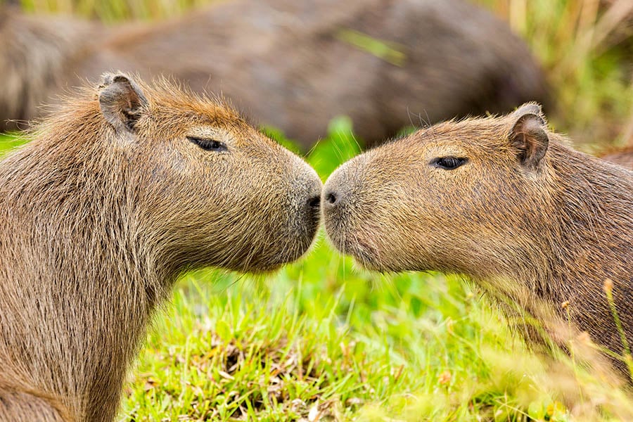 See capybara kissing in the beautiful Ibera wetlands | Travel Nation