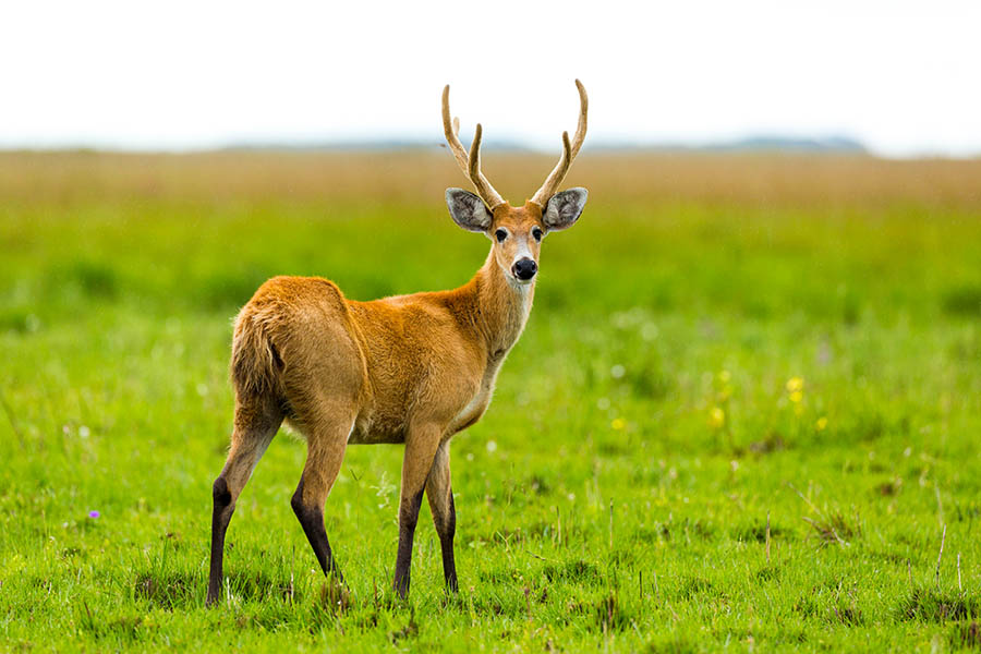 See deer darting around the Ibera wetlands | Travel Nation