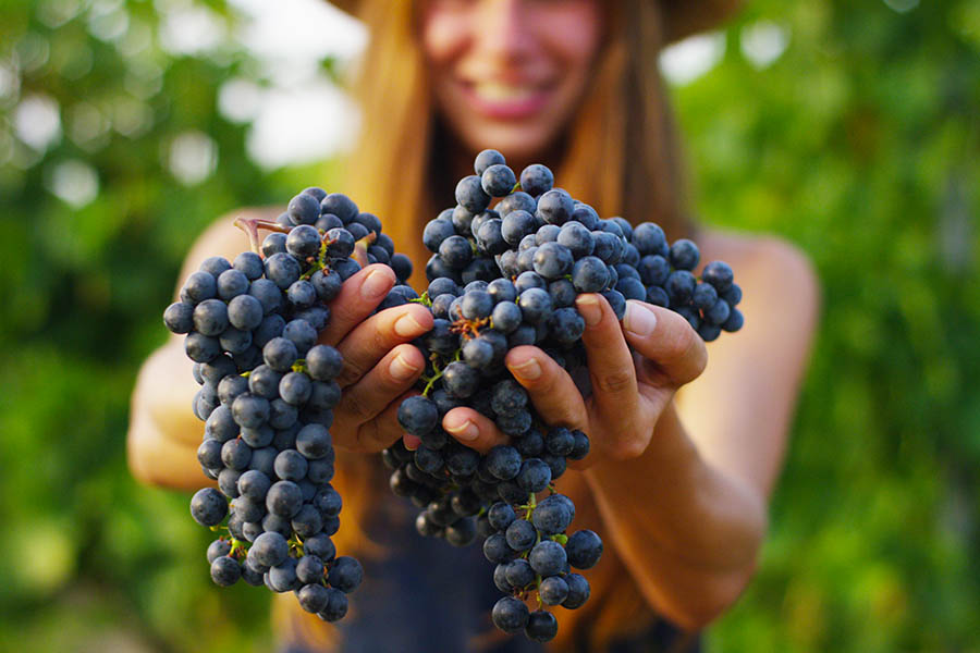 Take a wine-tasting tour in Argentina | Travel Nation