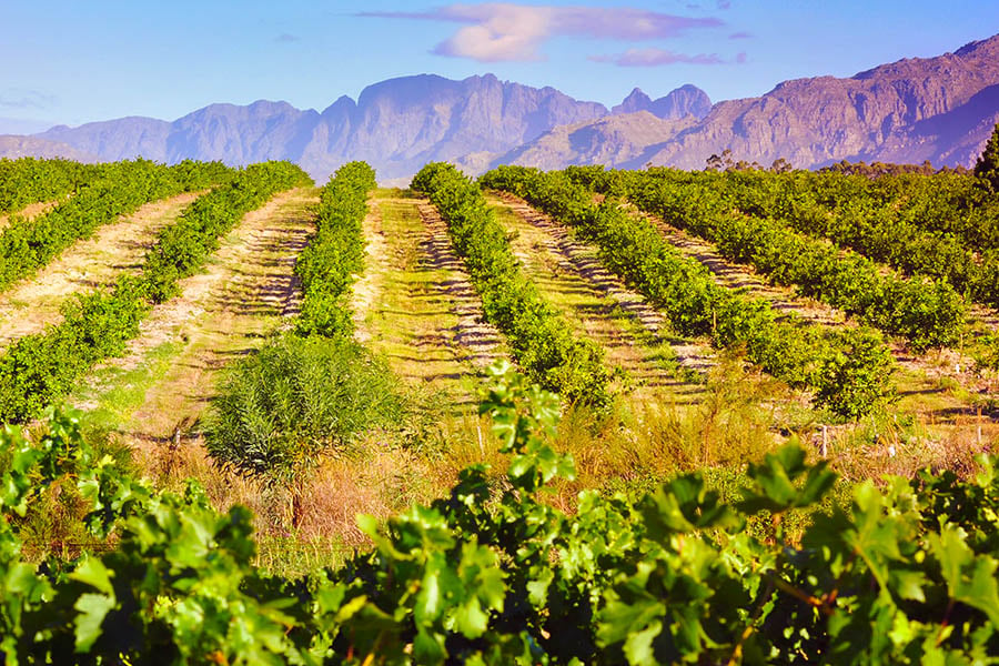 Soak up the late afternoon sunshine over the vineyards of Mendoza | Travel Nation