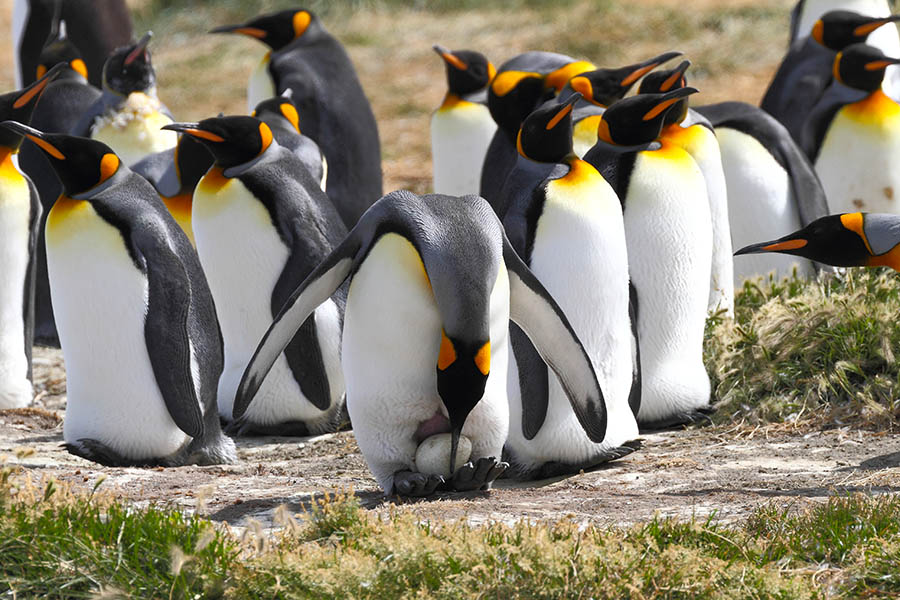 See Magellanic penguins in Tierra del Fuego | Travel Nation