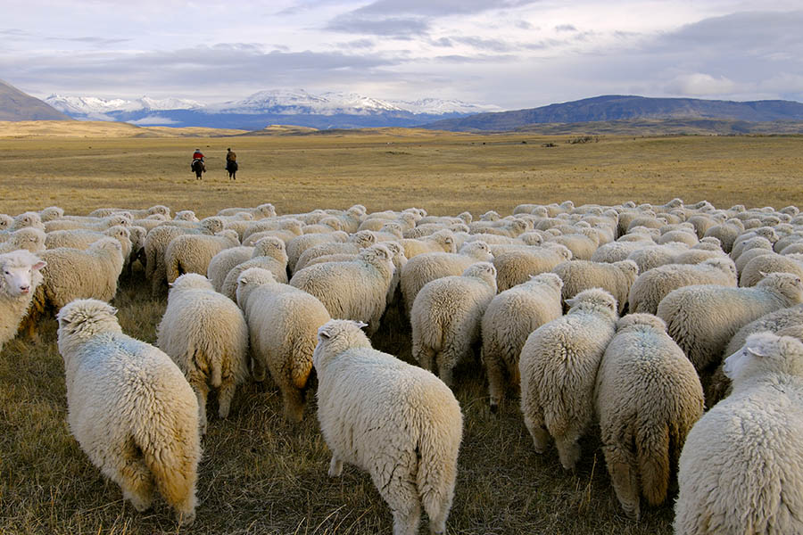 Meet gauchos in the estancias of Patagonia | Travel Nation