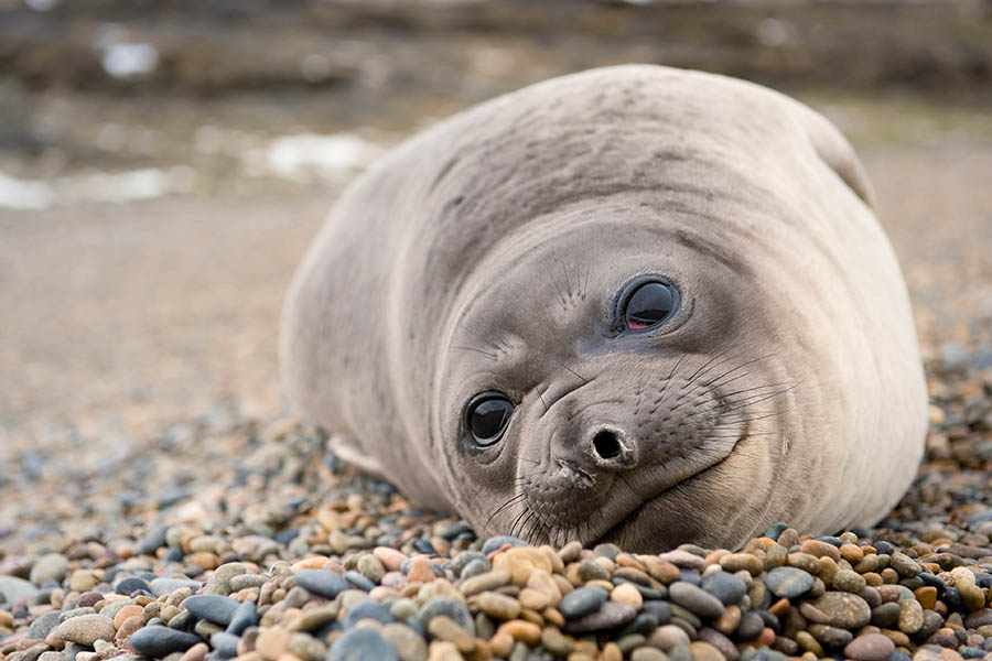 See dozens of baby elephant seals on the Peninsula Valdes | Travel Nation