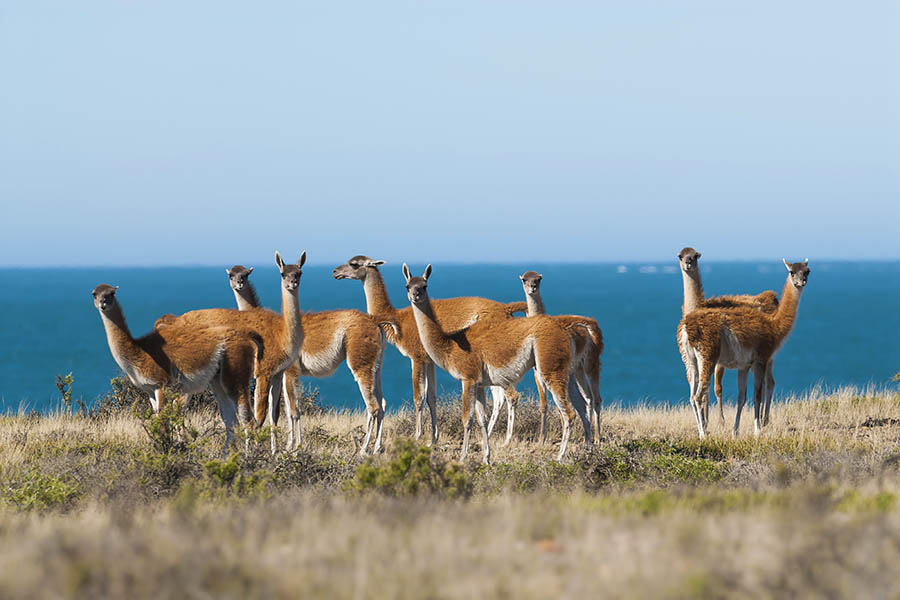 Stop to watch grazing guanacos on the Peninsula Valdes | Travel Nation 