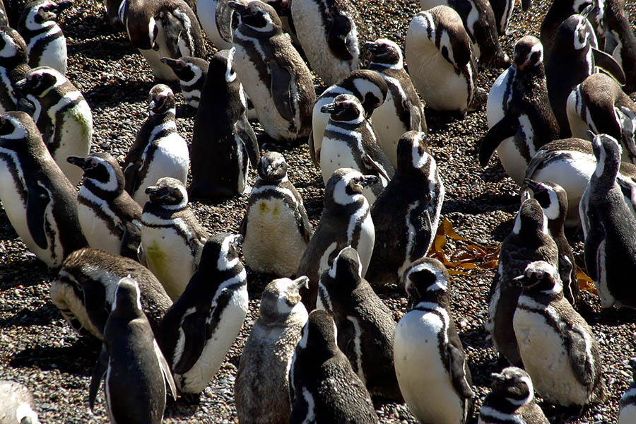 Watch amongst hundreds of Magellan penguins, Argentina | Travel Nation
