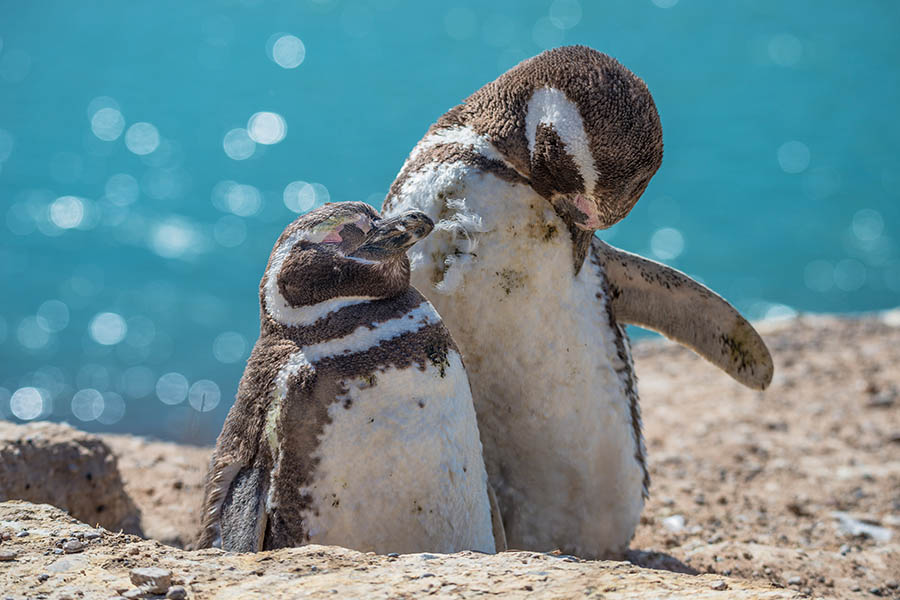 Watch Magellan penguins nesting on the coastline in Argentina | Travel Nation