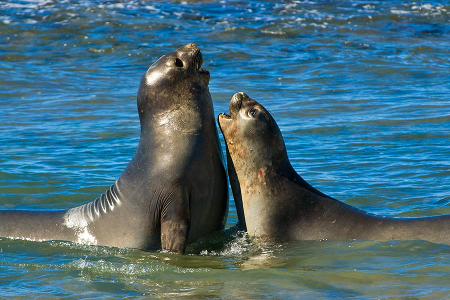 See elephant seals playing in the shallows of Northern Patagonia | Travel Nation
