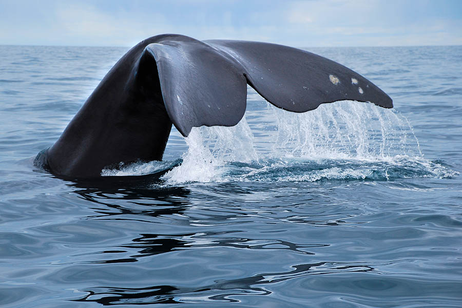 Spot whales breaching in the waves of Peninsula Valdes | Travel Nation