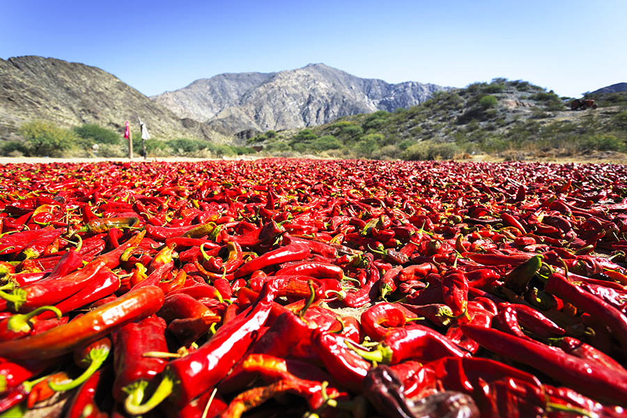 See pepper farms in the countryside around Salta | Travel Nation