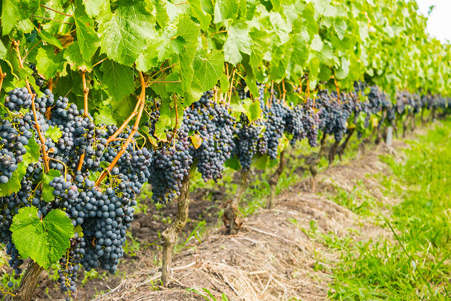 Take a wine-tasting tour in the vineyards of Uruguay | Travel Nation