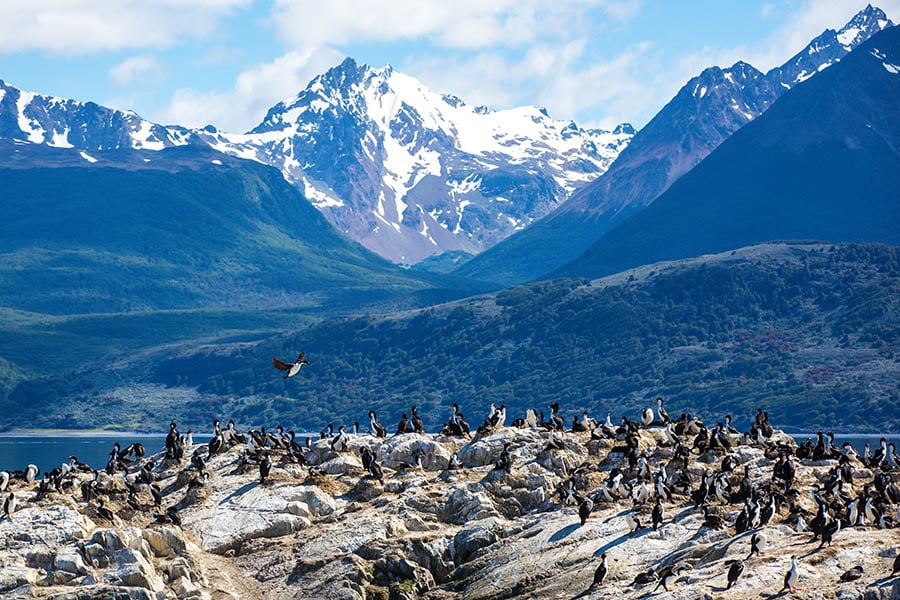 See penguin colonies in the Beagle Channel | Travel Nation