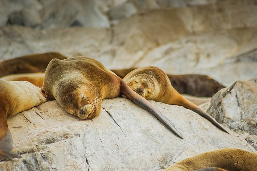 Sail to sea lion colonies in the Beagle Channel | Travel Nation
