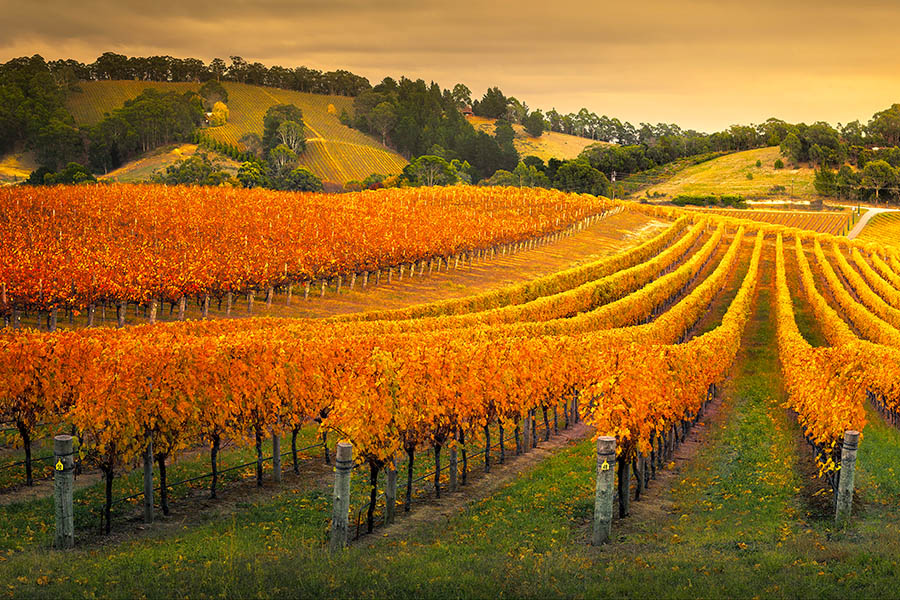 Drive past beautiful vineyards in the Adelaide Hills | Travel Nation