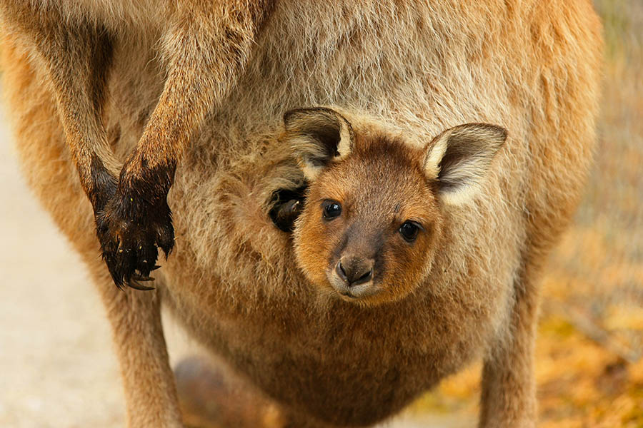 See joeys in their pouches on Kangaroo Island | Travel Nation