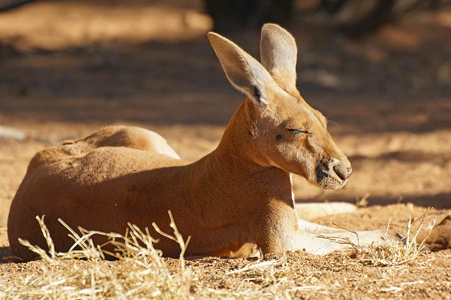 Look out for red kangaroos around Alice Springs | Travel Nation