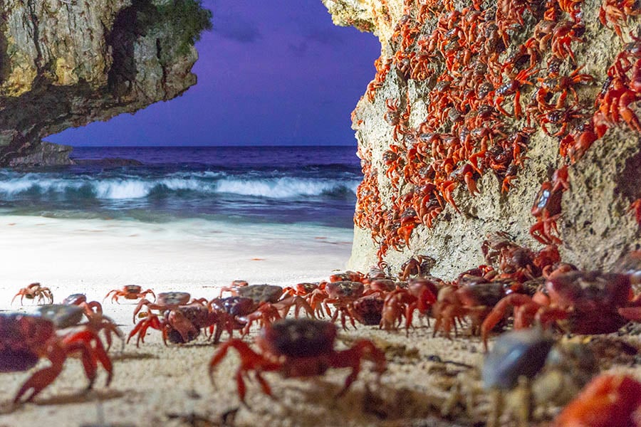 See the famous Christmas Island crabs | Photo credit: Chris Bray for Swell Lodge