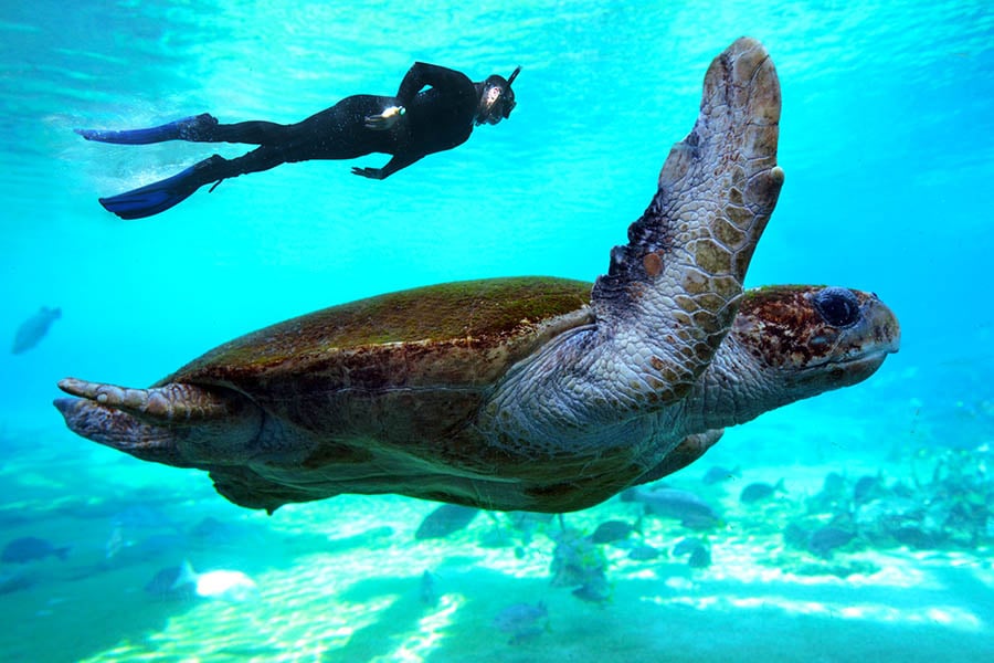 Dive with turtles in the Great Barrier Reef | Travel Nation