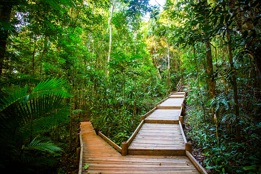 Follow the scenic boardwalks through the Daintree Rainforest | Travel Nation