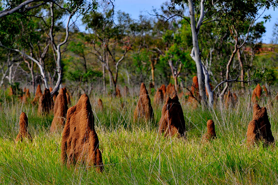 Visit the Magnetic Termite Mounds in Litchfield National Park | Travel Nation