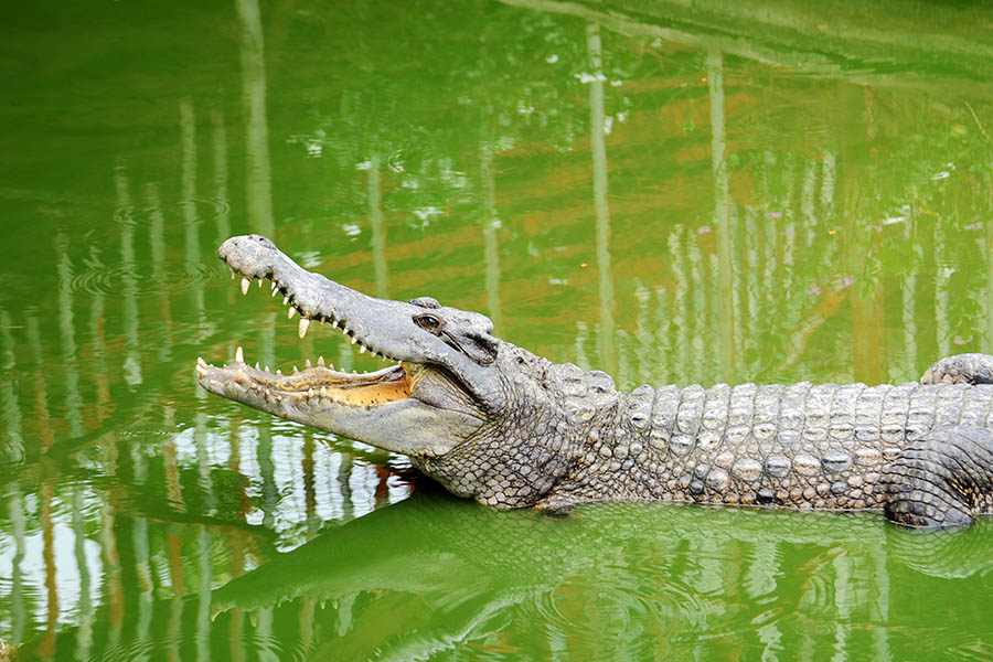 Spot crocodiles in the Mary River wetlands | Travel Nation