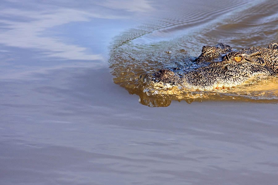 Cruise along the river and spot saltwater crocodiles