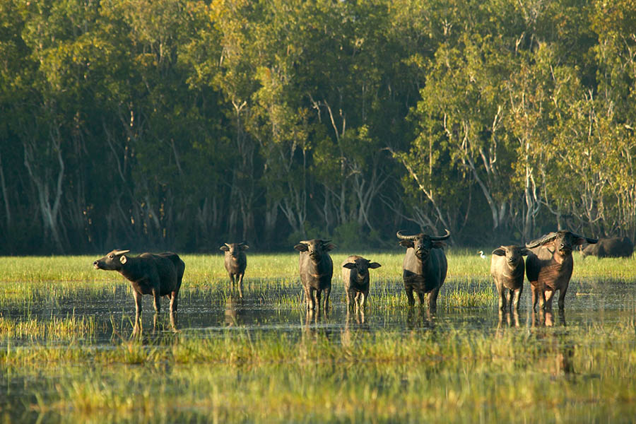 Bamarru Plains, NT, buffalo | Photo credit: Luxury Lodges of Australia