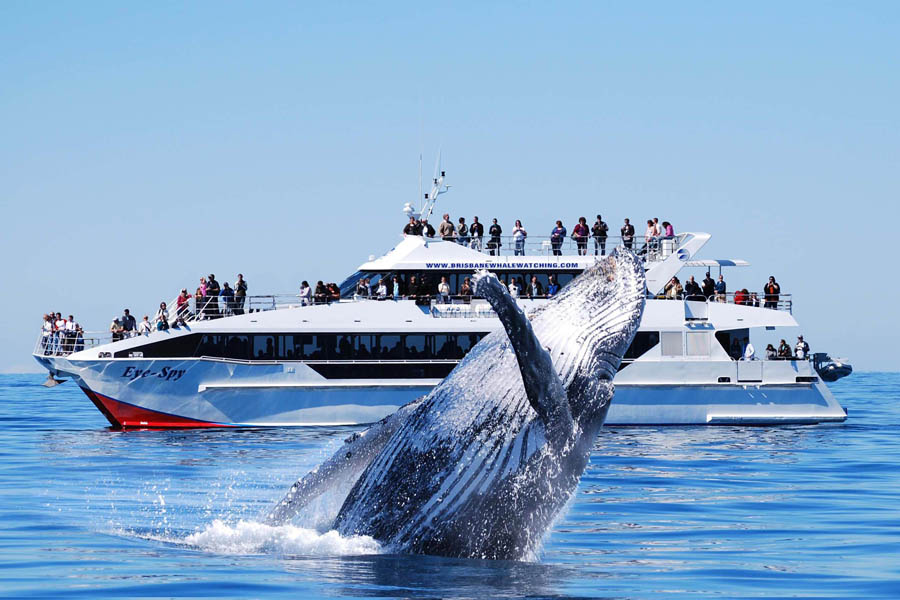 Spot whales and dolphins off the coast in Queensland | Travel Nation 