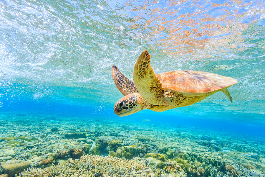 Snorkel with sea turtles on the Great Barrier Reef | Travel Nation