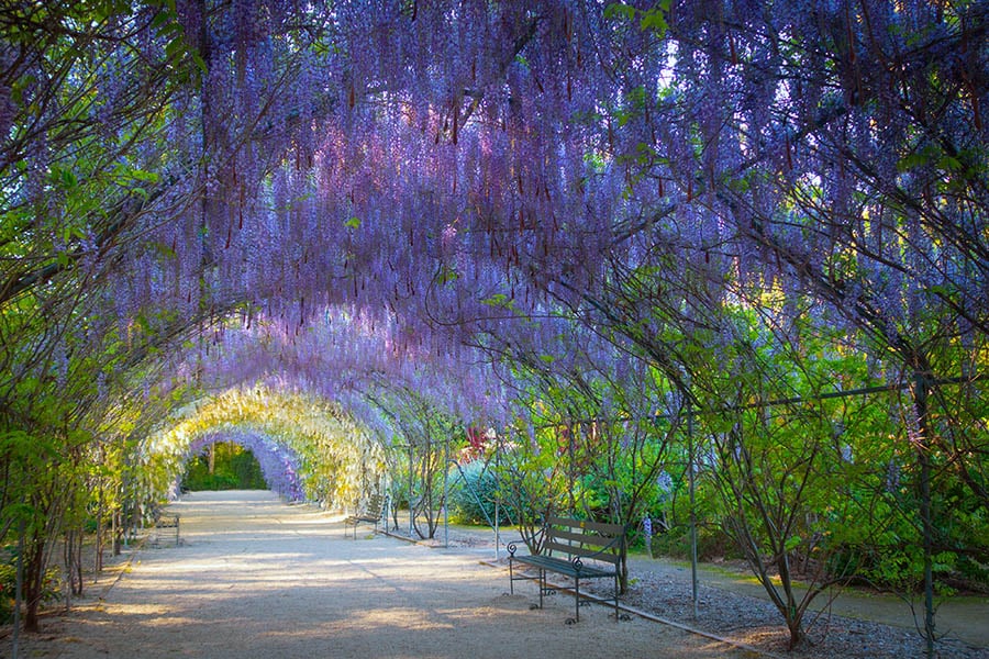 Stroll through Adelaide’s botanical gardens