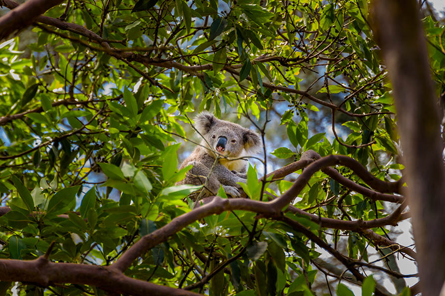 Spot koalas in the trees across New South Wales | Travel Nation