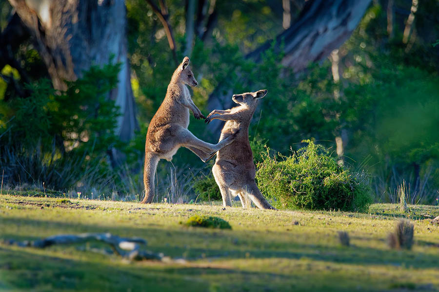 See boxing kangaroos in the Tasmanian wilderness | Travel Nation